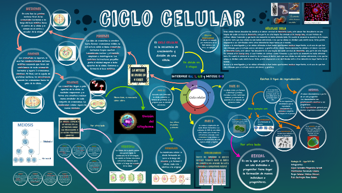 Ciclo celular by Alejandra Lopez on Prezi