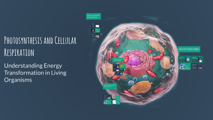 Photosynthesis and Cellular Respiration by Alexis Mcgraw on Prezi