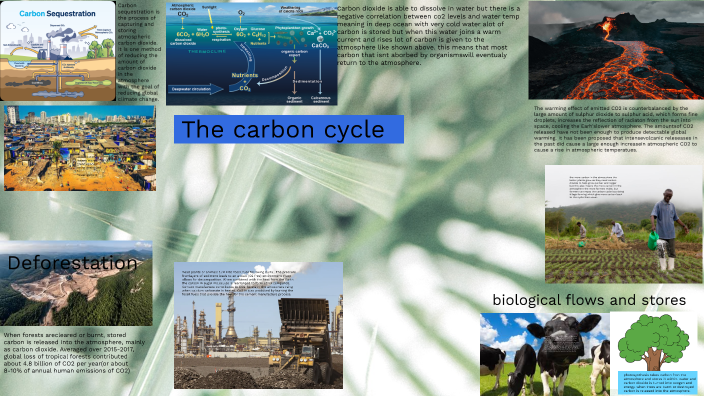 The carbon cycle by william bevan on Prezi