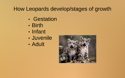 How Leopards develop/stages of growth by Sana Mahomed on Prezi