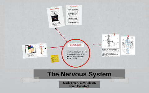 The Nervous System by molly ryan on Prezi
