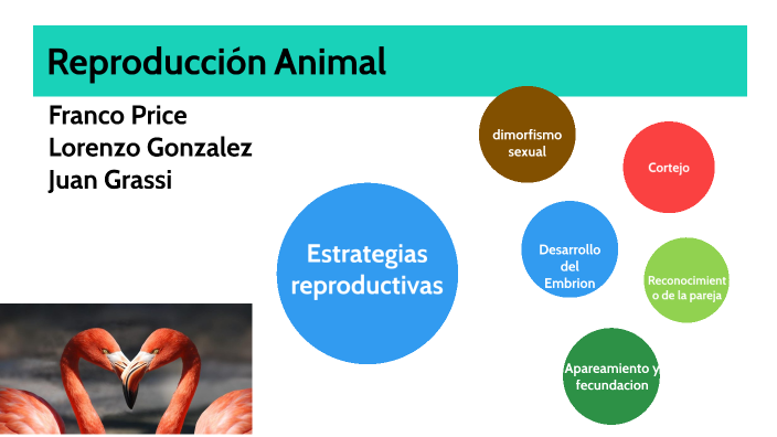 Reproduccion Animal by Esteban Grassi