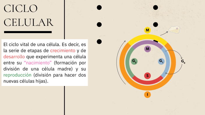 CICLO CELULAR by MAX HUBER ATENCIO PAULINO on Prezi