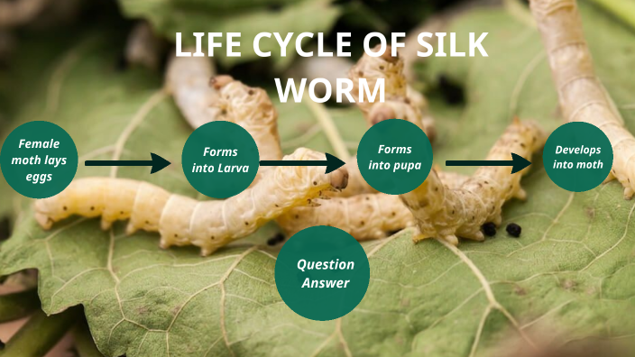 Silk worm life cycle by Daksh Sharma on Prezi