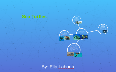Sea Turtle by Yao Yao on Prezi