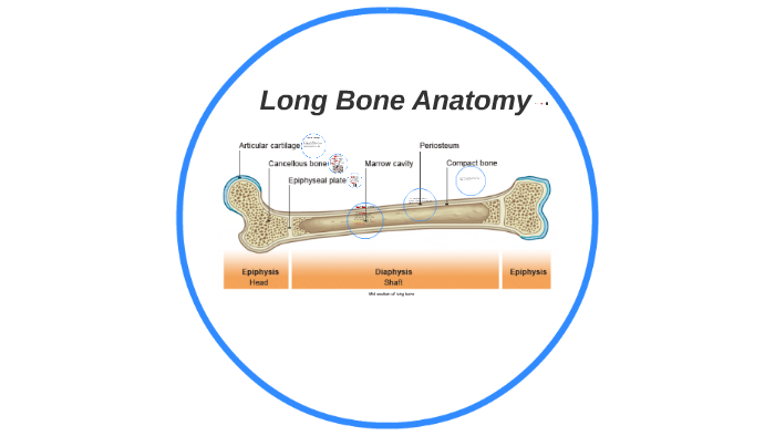 Long Bone Anatomy By Brent Arabos