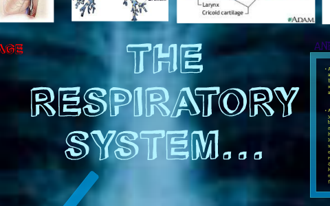 THE RESPIRATORY SYSTEM by madeline carey on Prezi
