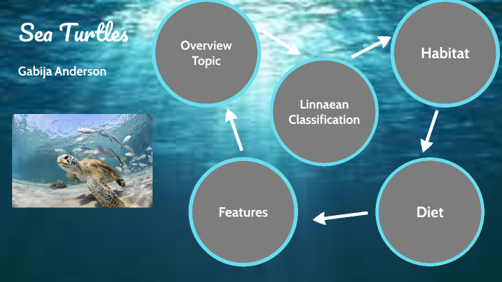 Sea Turtles by Gabija Anderson on Prezi