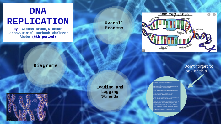 DNA REPLICATION by Gianna Bruno on Prezi