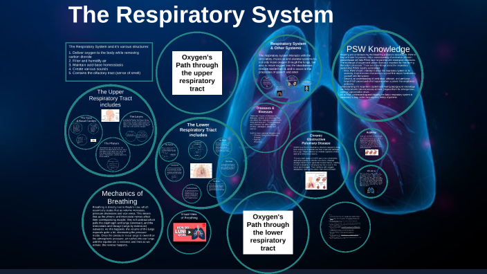 Respiratory System by Breanne Alway on Prezi