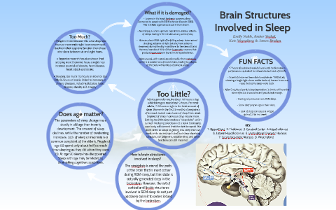 Brain Structures Involved In Sleep By Emily Noble