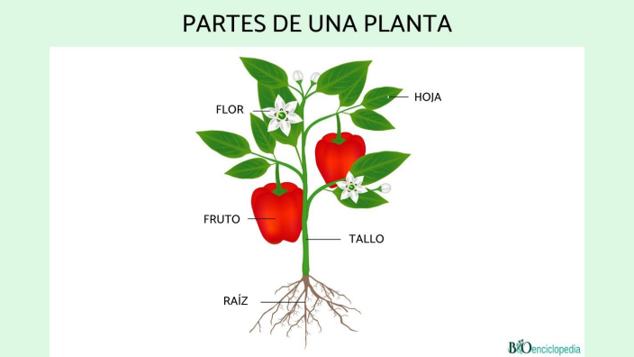 Estructuras que participan en la fotosíntesis de una planta tipo C3 by ...