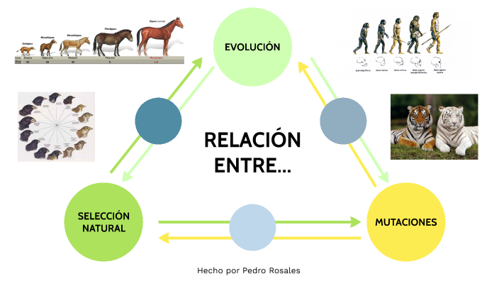 Mutaciones, selección natural y evolución by Pedro Rosales Hichcas on Prezi