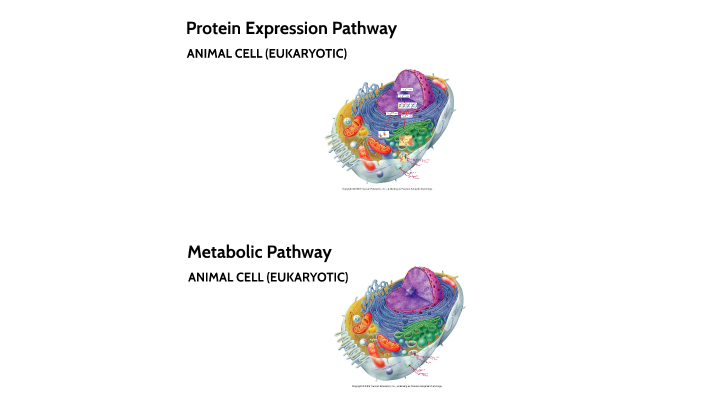 parts-of-a-cell-and-their-function-by-alisa-takabe-french