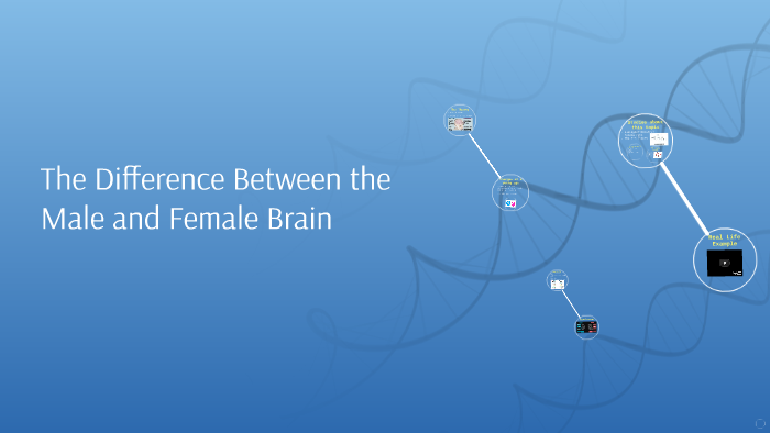 The Difference Between the Male and Female Brain by Alexis Me on Prezi