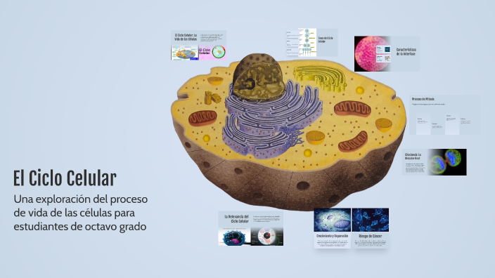 El Ciclo Celular by Giselle Paredes on Prezi