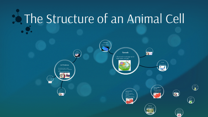 The Structure of an Animal Cell by Zevi Alter on Prezi
