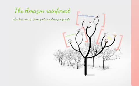 The Amazon Rainforest by Brynn Perreault on Prezi