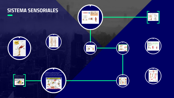 SISTEMA SENSORIALES By Jessica Lopez On Prezi