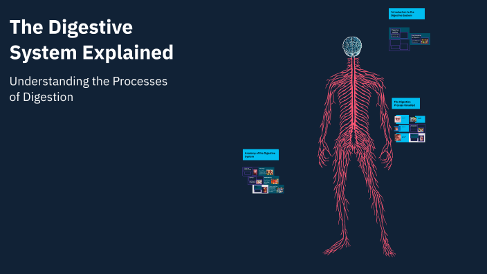 The Digestive System Explained by aust0360 aust0360 on Prezi