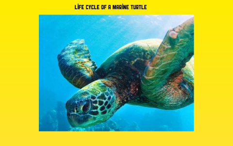 Life Cycle of a Sea Turtle by Matthew Morrison on Prezi