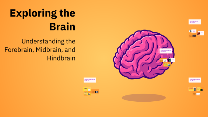 Exploring the Brain by T KANMANI 2247751 on Prezi