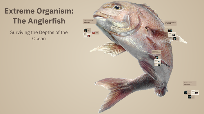Extreme Organism: The Anglerfish by Gus Minten on Prezi