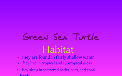 Green Sea Turtles by Alexis Tucker on Prezi