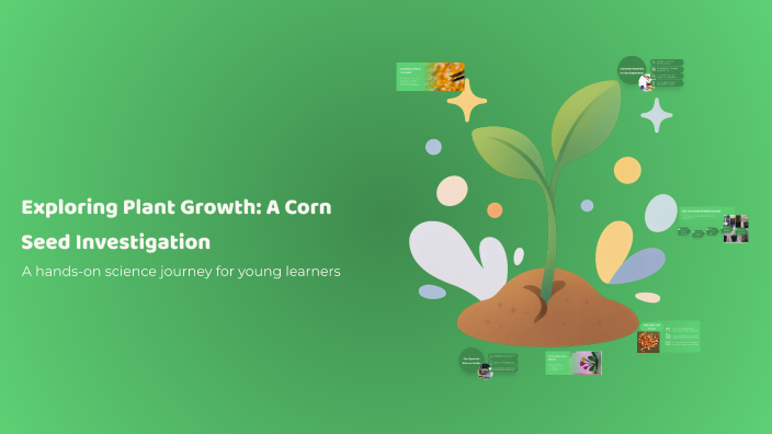Exploring Plant Growth: A Corn Seed Investigation by Elizabeth Pelumi ...