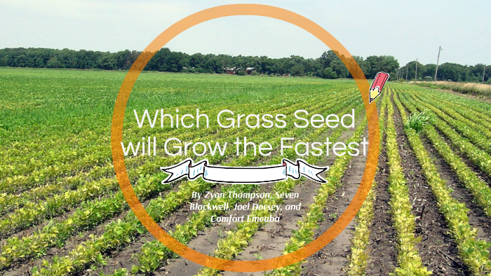Which Grass Seed Grows the Fastest? by Zyon Thompson on Prezi - Which Of The Following Grows The Fastest