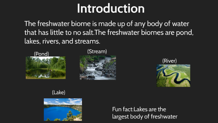 Freshwater Aquatic Lake Victoria By Kaitlynn Singleton On Prezi Next