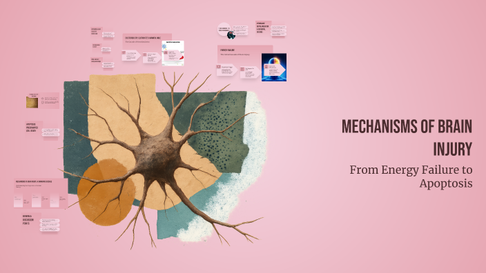 Mechanisms of Brain Injury by Lucy Charles on Prezi