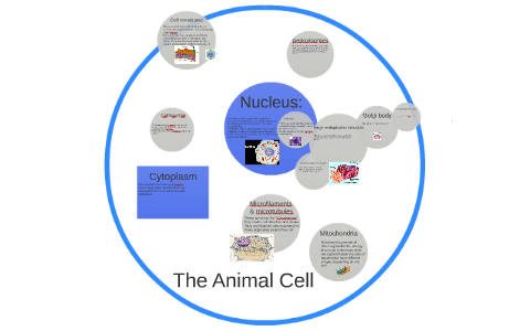 The animal Cell by Chris Anndrrews on Prezi