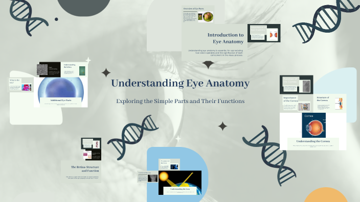Understanding Eye Anatomy by ganbold gurragchaa on Prezi