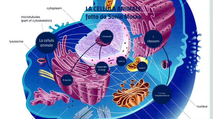 ruvido nella cellula animale