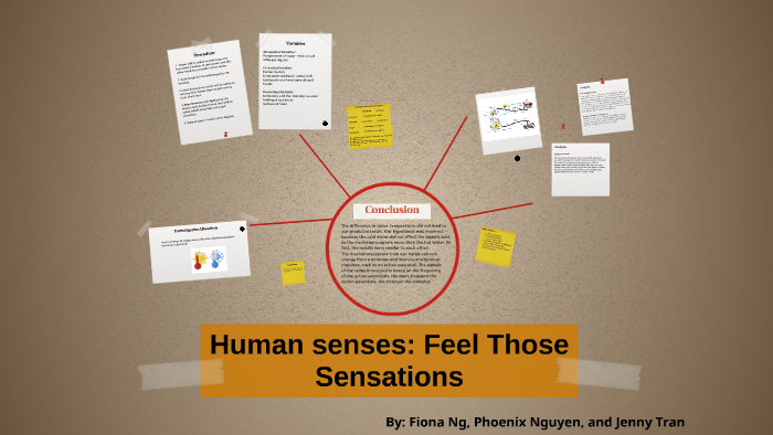 Human senses: Feel Those Sensations by Jenny Tran on Prezi