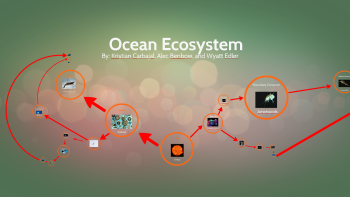 Ocean Food chain by alec benbow on Prezi