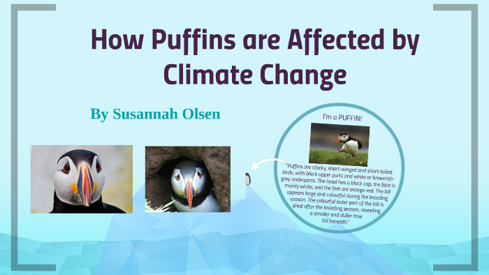 Climate Change Spells Peril for Puffins (Updated) - The National