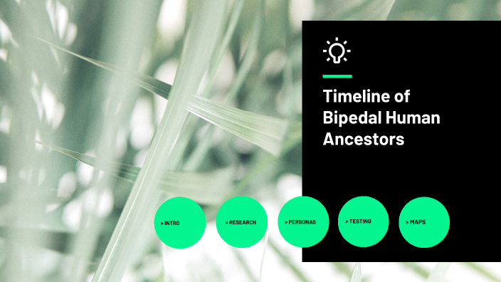 Timeline of Bipedal Human Ancestors by Vincent Stewart on Prezi