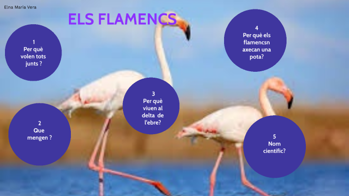 els flamencs by el roser primaria on Prezi