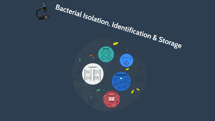 Bacterial Isolation, Identification & Storage By Shreyash Anand On Prezi