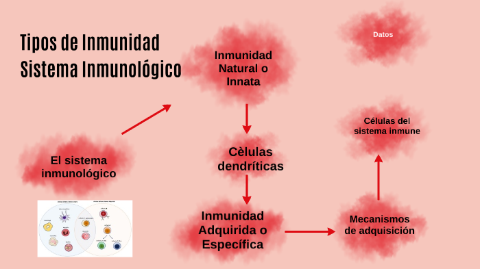 Tipos de Inmunidad by Guadalupe Betancourt on Prezi