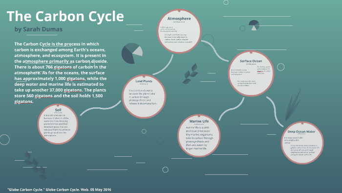 The carbon Cycle by Sarah Dumas on Prezi