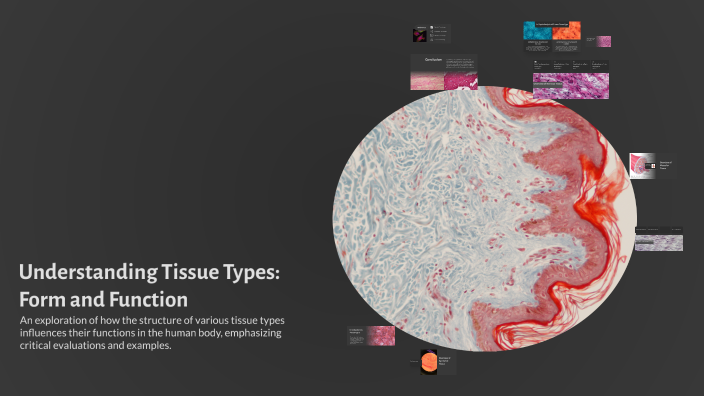 Tissue Formatipo Understanding Tissue Types: Form and Function by Piper Gardner on Prezi