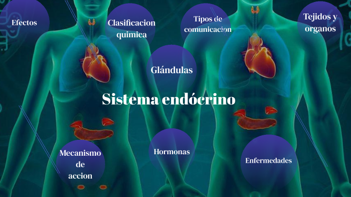 Sistema Endocrino By Alejandro Vazquez On Prezi 