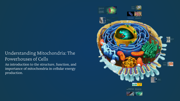 Understanding Mitochondria: The Powerhouses of Cells by zainab fatima ...