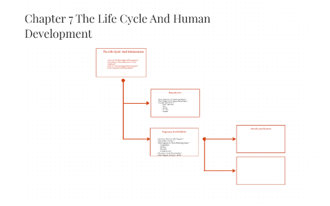 Chapter 7 The Life Cycle And Human Development by andrina jackson on Prezi