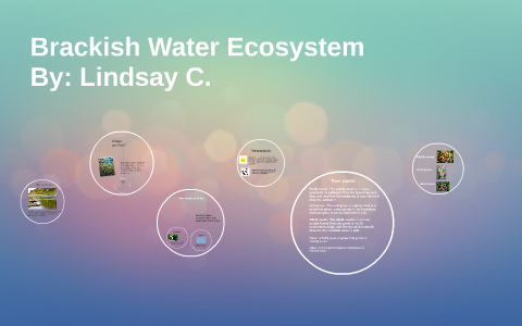 Brackish Water Ecosystem by Lindsay Cavaliere on Prezi