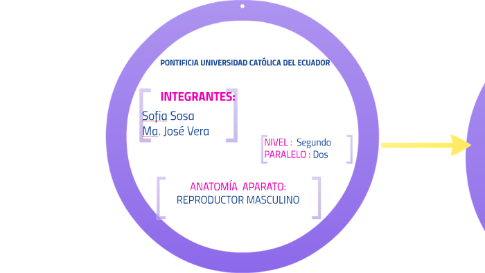 plano perineal masculino