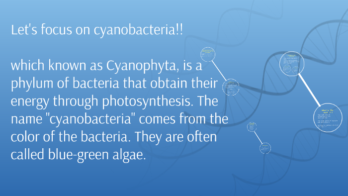 cyanobacteria by Mariam Elashkar on Prezi